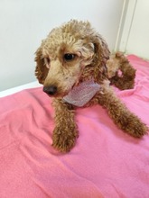 PILVI, Hund, Pudel-Mix in Slowakische Republik