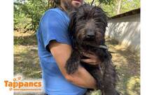 MORFEUS, Hund, Mischlingshund in Ungarn