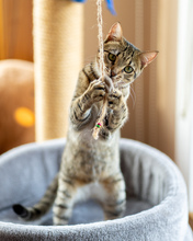 MARA, Katze, Europäisch Kurzhaar in Hamburg