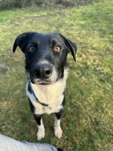 FILOU, Hund, Mischlingshund in Wandlitz