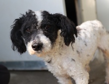 MÄXCHEN, Hund, Mischlingshund in Münster