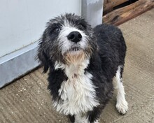 ZORA, Hund, Mischlingshund in Röthenbach