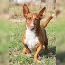 KOLDO, Hund, Podenco Maneto in Spanien