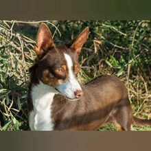 TATIANA, Hund, Podenco Mischling in Spanien