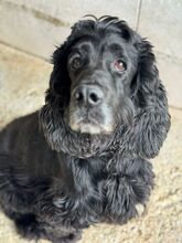 JULISTA, Hund, Cocker Spaniel in Spanien