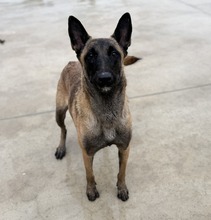 NESSI, Hund, Malinois (Mischling) in Spanien