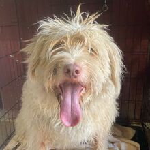 COBY, Hund, mischling in Spanien