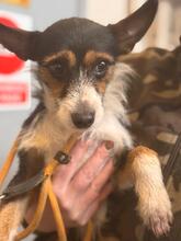 CHARLIE, Hund, Jack Russel Mischling in Spanien