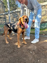 KIRKI, Hund, Mischlingshund in Griechenland