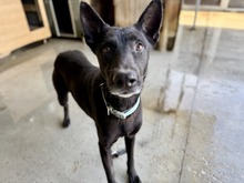 NALA, Hund, Malinois (Mischling) in Spanien