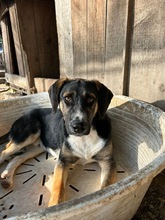 BENNO, Hund, Mischlingshund in Griechenland