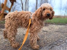 TÜNDI, Hund, Pudel in Ungarn