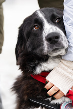 SHADOW, Hund, Mischlingshund in Miesbach