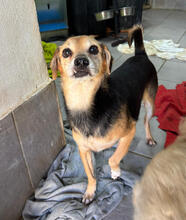 DUBLIN, Hund, Mischlingshund in Altlußheim