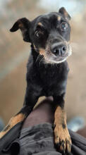ACE, Hund, Pinscher-Mix in Portugal