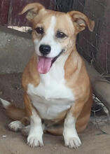 JOFFREY, Hund, Mischlingshund in Portugal