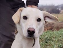 CHANEL, Hund, Labrador-Mischling in Slowakische Republik