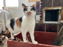 IZZY, Katze, Europäisch Kurzhaar in Frankfurt