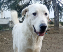 ROMAO, Hund, Mischlingshund in Griechenland
