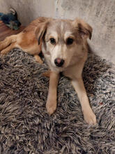 AILY, Hund, Mischlingshund in Mönchengladbach