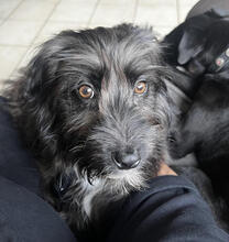 IZOLA, Hund, Mischlingshund in Köln