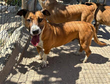 RIHANNA, Hund, Mischlingshund in Portugal