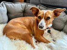 LEONORE, Hund, Mischlingshund in Much