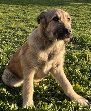 LETICIA, Hund, Mischlingshund in Griechenland