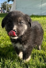 LORENA, Hund, Mischlingshund in Griechenland