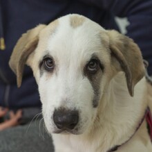ARES, Hund, Herdenschutzhund-Mischling in Spanien