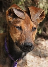 KONRAD, Hund, Mischlingshund in Zypern