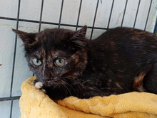 ALMA, Katze, Europäisch Kurzhaar in Spanien