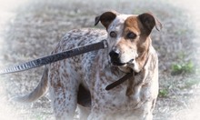 DUKE, Hund, Mischlingshund in Portugal