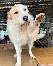 FELIX, Hund, Mischlingshund in Rumänien