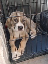 YOSCHI, Hund, Mischlingshund in Griechenland