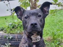 SEPPEL, Hund, Mischlingshund in Hamburg