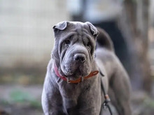 MEI, Hund, Shar Pei in Hamburg