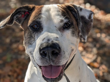 NEPOMUK, Hund, Mischlingshund in Hamburg