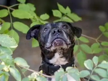 SCHMIDTKE, Hund, American Staffordshire Terrier-Mischling in Hamburg