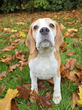 RICO, Hund, Beagle in Hamburg