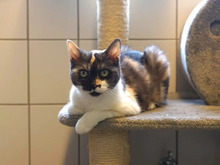 THALIA, Katze, Europäisch Kurzhaar in Hamburg