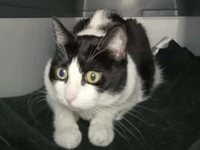 TILLY, Katze, Europäisch Kurzhaar in Hamburg