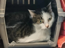 MARLON, Katze, Europäisch Kurzhaar in Hamburg