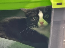 SASSY, Katze, Europäisch Kurzhaar in Hamburg