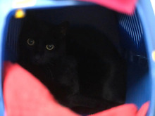 BABY, Katze, Europäisch Kurzhaar in Hamburg