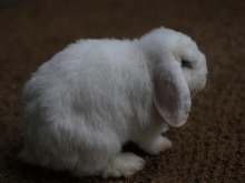 MONA, Nager, Kleiner Münsterländer-Mix in Hamburg