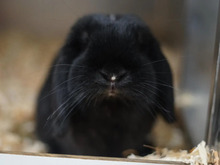 STUPS, Hasenartige, Widder-Kaninchen in Hamburg