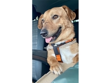 JONTE, Hund, Mischlingshund in Erlangen