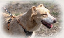 BANDIT, Hund, Mischlingshund in Portugal