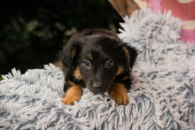 FLORI, Hund, Mischlingshund in Kroatien